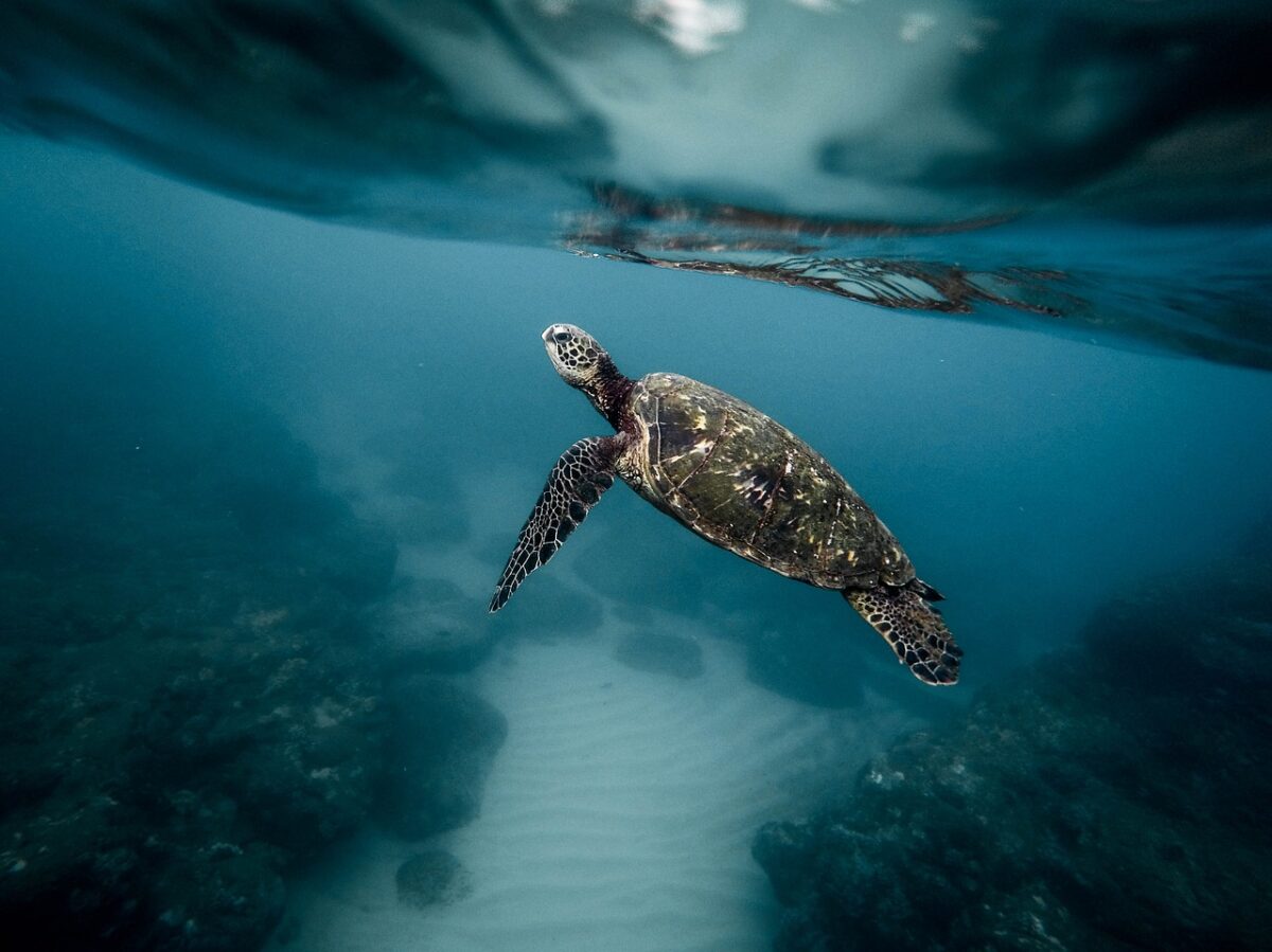 Σεμινάριο για την προστασία θαλάσσιων χελώνων, καρχαρίων και βάτων στην Μηχανιώνα