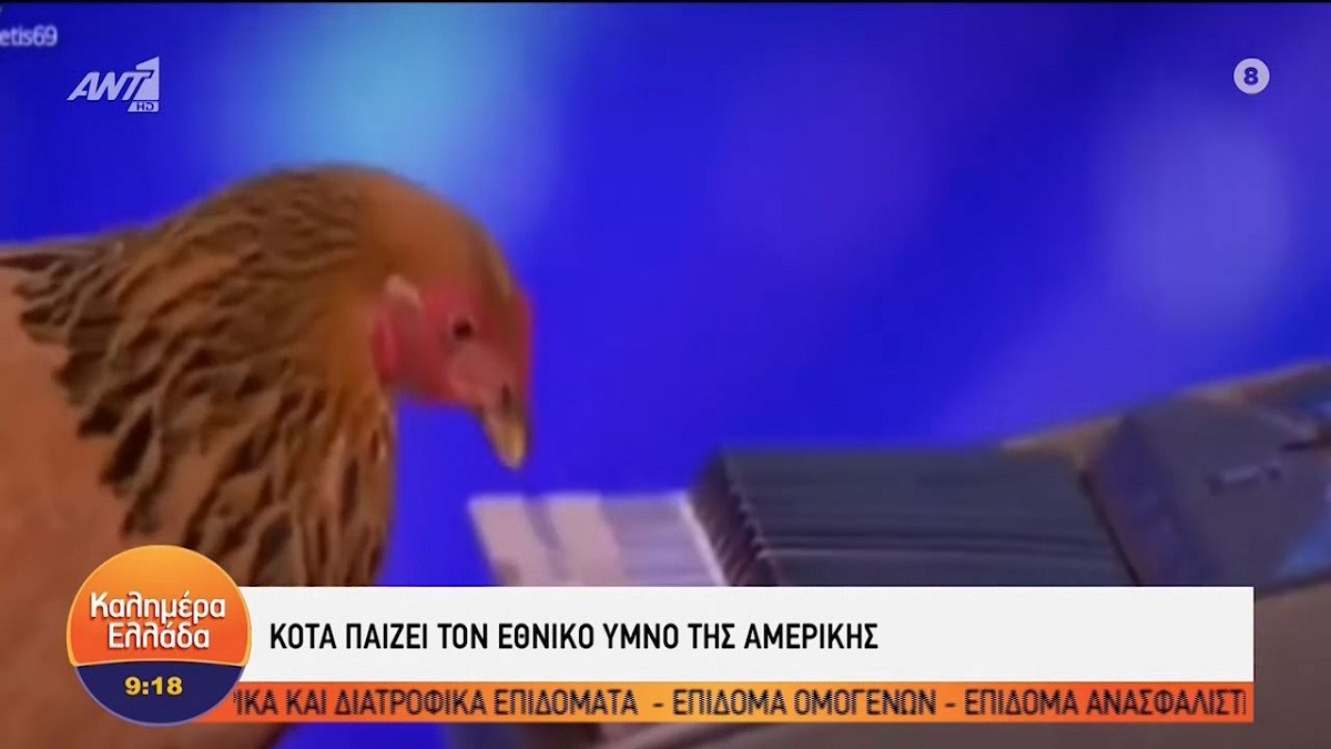 Απίστευτο! Κότα παίζει στο πιάνο τον εθνικό ύμνο της Αμερικής! (VIDEO)
