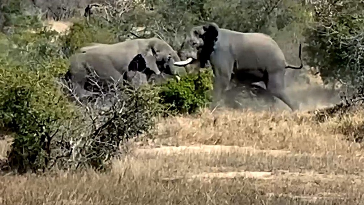 Απίστευτα πλάνα! Ελέφαντες σε μάχη …μεγατόνων (VIDEO)