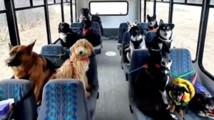 Ένα λεωφορείο για …σκύλους! (VIDEO)