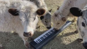 Τέσσερις αγελάδες παίζουν πιάνο! (VIDEO)