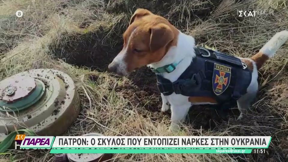 Πατρόν: Ο σκύλος που εντοπίζει νάρκες στην Ουκρανία (VIDEO)