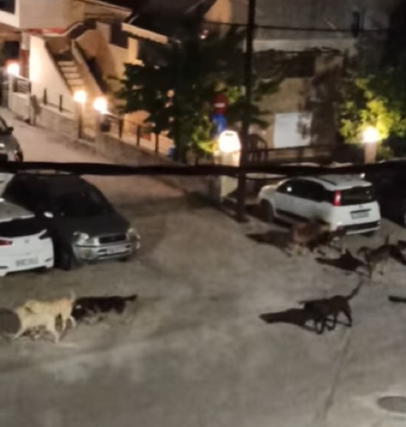 Θεσσαλονίκη: Αγέλη αδέσποτων σκυλιών σκορπά πανικό στην Πυλαία – Επιτέθηκαν σε διερχόμενους (video)