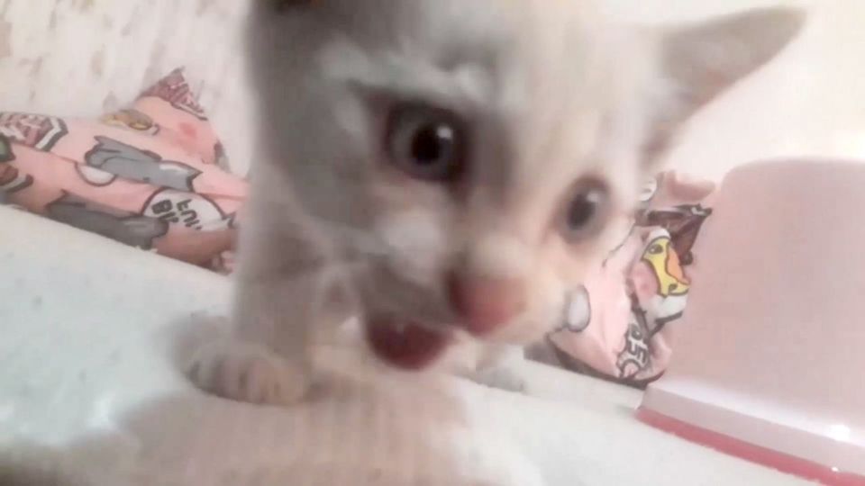 Αετομάτης… οδηγός σώζει γατάκι που είχε παγιδευτεί στις ρόδες νταλίκας (VIDEO)
