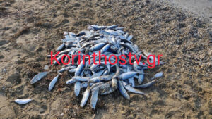 Γέμισε με νεκρά ψάρια η παραλία στον Άσσο Κορινθίας (video)