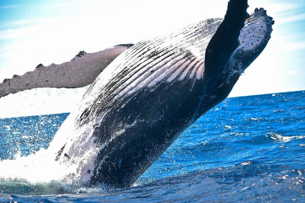 Γαλλία: Μάχη για τη διάσωση μιας φάλαινας που είχε παγιδευτεί στο Σηκουάνα
