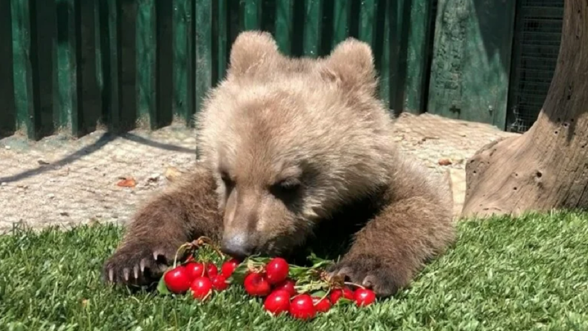 Υιοθετήθηκε το ορφανό αρκουδάκι που είχε «κλέψει» τις καρδιές μας (ΦΩΤΟ)