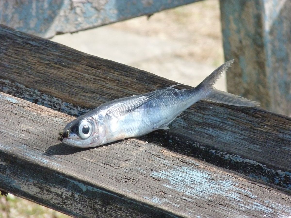 Nεκρά ψάρια στη λίμνη Κερκίνη
