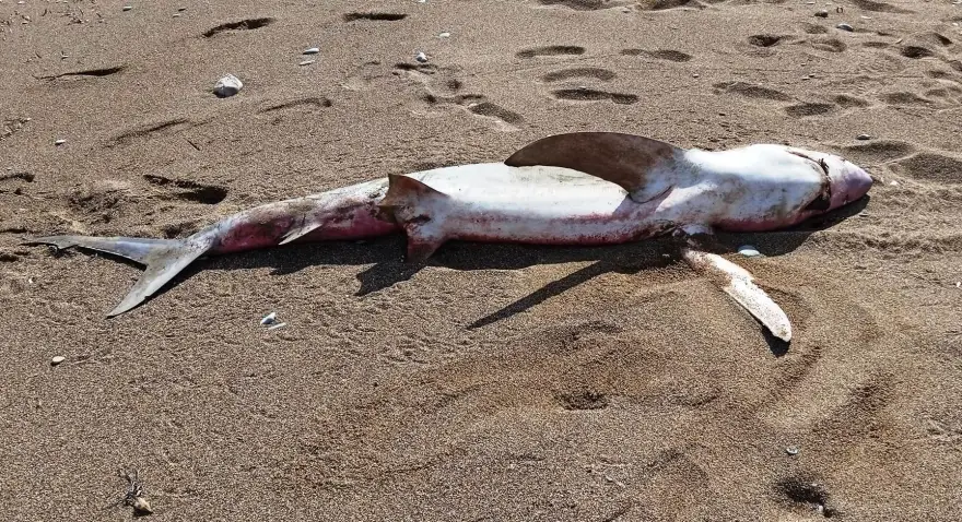 Κρήτη: Kαρχαρίας ξεβράστηκε σε παραλία!
