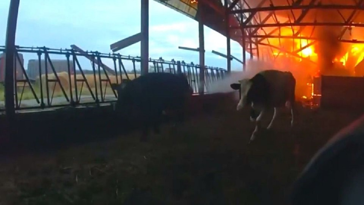 Αστυνομικός διασώζει αγελάδες από φλεγόμενο στάβλο (VIDEO)