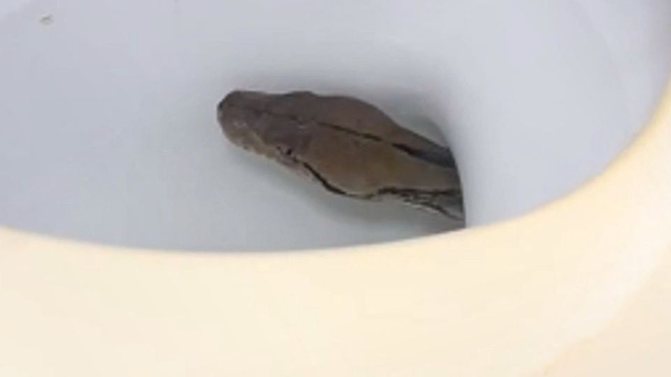 Η στιγμή που φίδι αναδύεται μέσα από την… τουαλέτα (VIDEO)