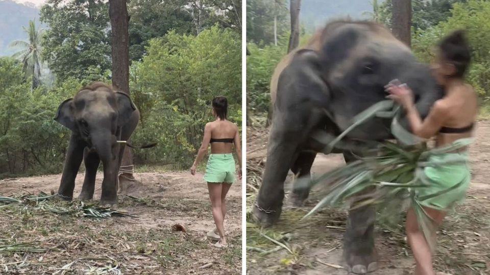Ελεφαντάκι επιτίθεται σε τουρίστρια στην Ταϊλάνδη (VIDEO)