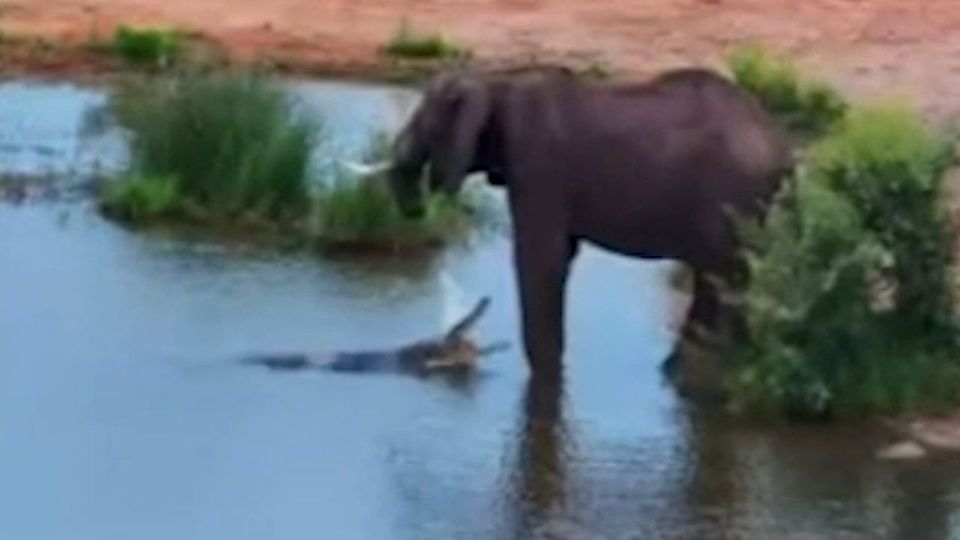 Θυμωμένος κροκόδειλος αναμετράται με οικογένεια ελεφάντων (VIDEO)