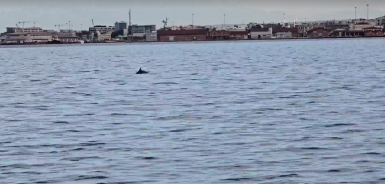 Εμφάνιση δελφινιών στον Θερμαϊκό (VIDEO)