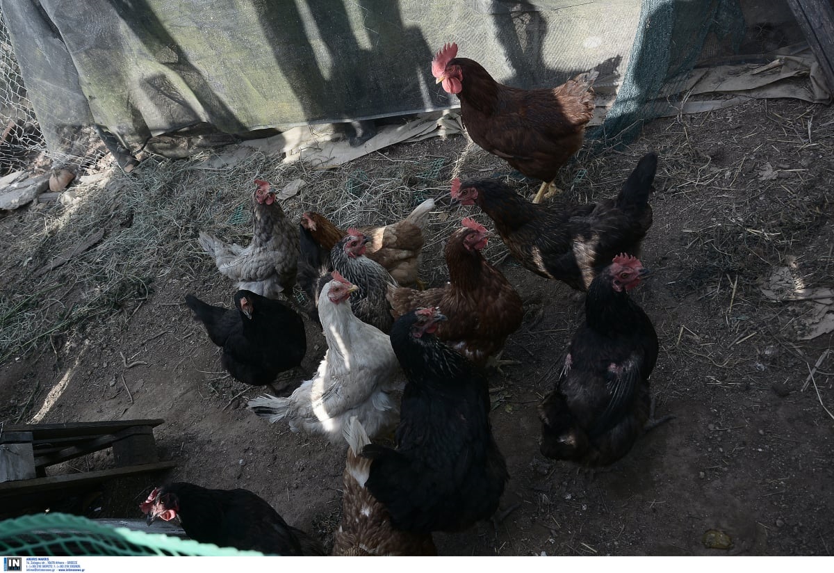 «Καμπανάκι» του ΠΟΥ για την γρίπη των πτηνών: Τεράστια ανησυχία για την εξάπλωσή της