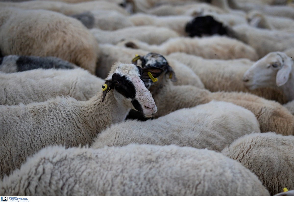 Κρήτη: Έκλεψαν ολόκληρο κοπάδι με πρόβατα!