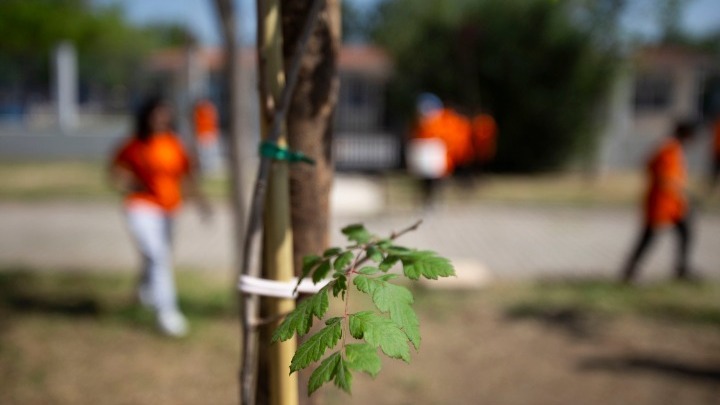 57+1 δέντρα για τα θύματα των Τεμπών στο Ελευθέριο – Κορδελιό