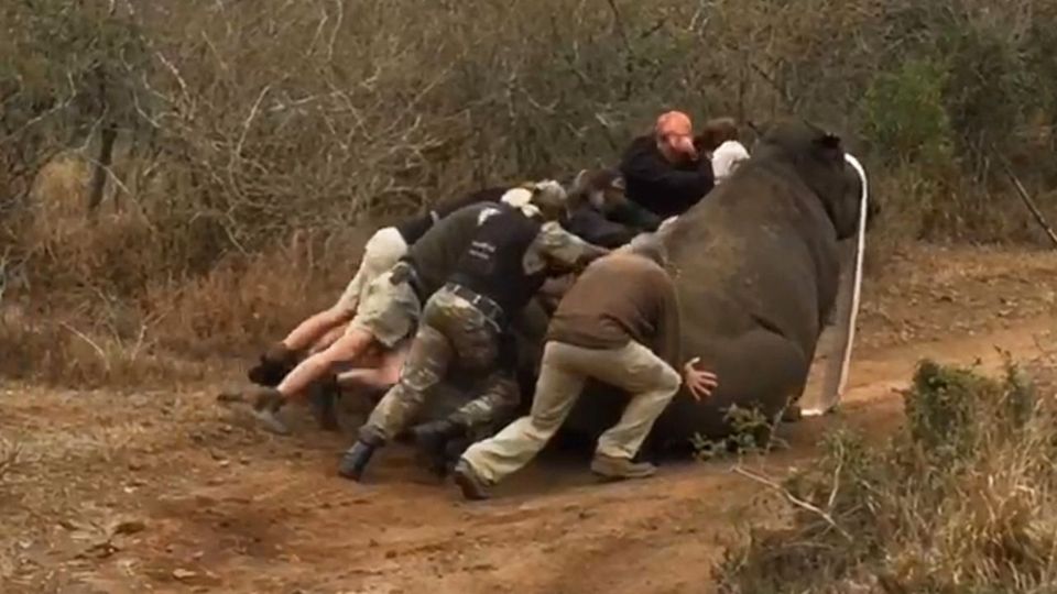 Βίντεο από τη δραματική διάσωση μωρού ρινόκερου – Παραλίγο να το καταπλακώσει η μητέρα του!